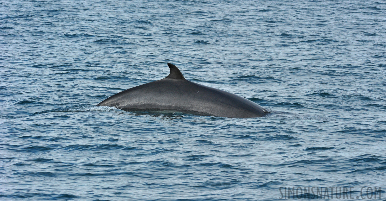 Balaenoptera acutorostrata [280 mm, 1/1000 sec at f / 13, ISO 1600]